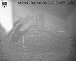 Capi_Dubne_20260809_021503.jpg