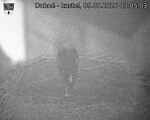 Capi_Dubne_20260809_030503.jpg
