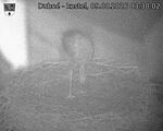 Capi_Dubne_20260809_033002.jpg
