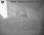 Capi_Dubne_20260809_034502.jpg