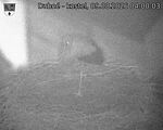 Capi_Dubne_20260809_040003.jpg