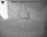 Capi_Dubne_20260809_040503.jpg