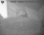 Capi_Dubne_20260809_041502.jpg