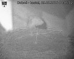 Capi_Dubne_20260809_044502.jpg