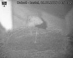 Capi_Dubne_20260809_045002.jpg