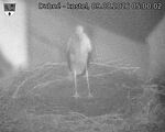 Capi_Dubne_20260809_050002.jpg