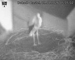 Capi_Dubne_20260809_050502.jpg