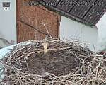 Capi_Dubne_20260809_054503.jpg