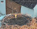 Capi_Dubne_20260809_060503.jpg