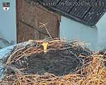 Capi_Dubne_20260809_061003.jpg