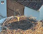 Capi_Dubne_20260809_061503.jpg