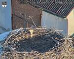 Capi_Dubne_20260809_062502.jpg