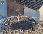 Capi_Dubne_20260809_063004.jpg
