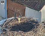 Capi_Dubne_20260809_063504.jpg