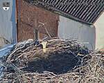 Capi_Dubne_20260809_064003.jpg