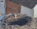 Capi_Dubne_20260809_064504.jpg