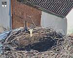 Capi_Dubne_20260809_065504.jpg