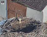 Capi_Dubne_20260809_070003.jpg