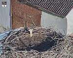 Capi_Dubne_20260809_070503.jpg