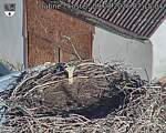 Capi_Dubne_20260809_071504.jpg