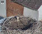 Capi_Dubne_20260809_072504.jpg