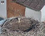 Capi_Dubne_20260809_074004.jpg