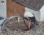 Capi_Dubne_20260809_074504.jpg