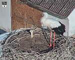 Capi_Dubne_20260809_075004.jpg