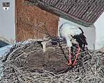 Capi_Dubne_20260809_080003.jpg