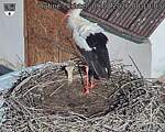 Capi_Dubne_20260809_081003.jpg