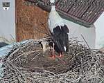 Capi_Dubne_20260809_081502.jpg