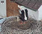 Capi_Dubne_20260809_082003.jpg