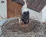 Capi_Dubne_20260809_082503.jpg