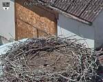 Capi_Dubne_20260809_142004.jpg