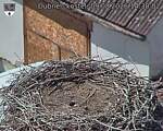 Capi_Dubne_20260809_143002.jpg
