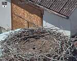 Capi_Dubne_20260809_143503.jpg