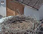Capi_Dubne_20260809_153002.jpg