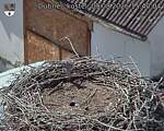 Capi_Dubne_20260809_154004.jpg