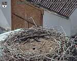 Capi_Dubne_20260809_160004.jpg