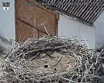 Capi_Dubne_20260809_162502.jpg