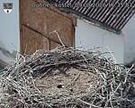 Capi_Dubne_20260809_163503.jpg