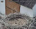 Capi_Dubne_20260809_170003.jpg