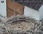 Capi_Dubne_20260809_172502.jpg