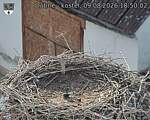 Capi_Dubne_20260809_185002.jpg