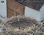 Capi_Dubne_20260809_190503.jpg