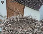 Capi_Dubne_20260809_200504.jpg