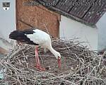 Capi_Dubne_20260809_203002.jpg