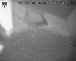 Capi_Dubne_20260809_211503.jpg