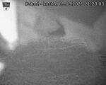 Capi_Dubne_20260809_212003.jpg