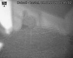 Capi_Dubne_20260809_214502.jpg